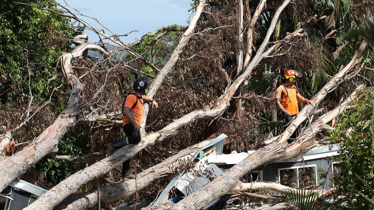 Workers assessing storm-damaged trees.